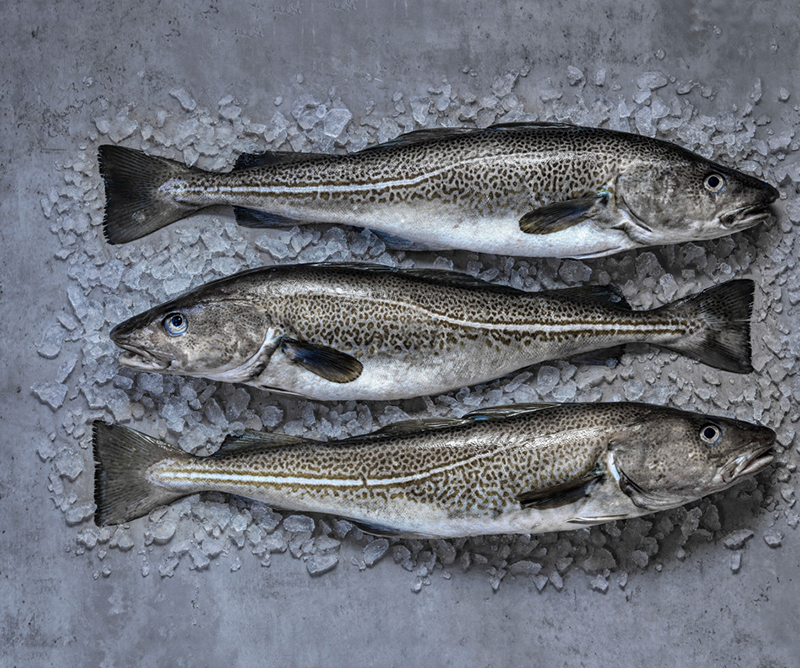 Skrei de Norvège
