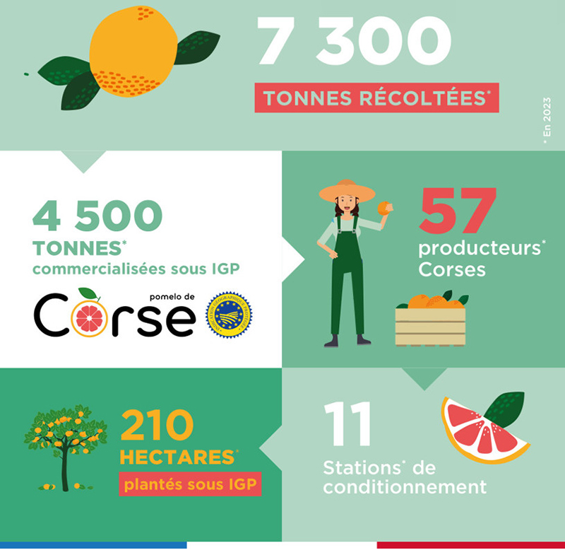 Infographie Pomelo de Corse