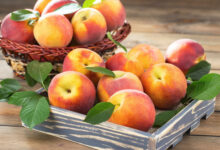 Pêches et nectarines